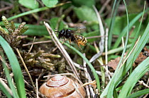 Mason bee {Osmia bicolor} female investigates snail shell as prospective nest site, UK.