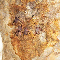 Common sheathtail bats {Taphozous georgianus} hanging on rock wall, Australia.