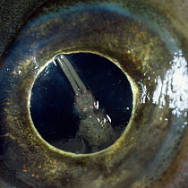 Marine fish louse {Copepoda} clinging to eye of Sea bass