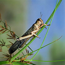 Migratory locust {Locusta migratoria} on sedge