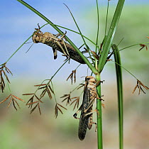 Two migratory locusts {Locusta migratoria} feeding on sedge
