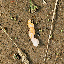 Desert locust {Schistocerca gregaria} egg mass