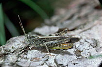 Common field grasshopper {Chorthippus brunneus} male sunbathing. UK.