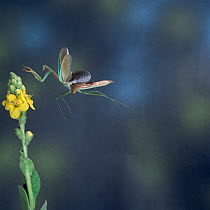 Japanese praying mantis {Paratenodera ardifolia} adult in flight