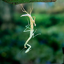 Japanese praying mantis {Paratenodera ardifolia} nymph shedding its skin. Japan.