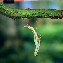 Japanese praying mantis {Paratenodera ardifolia} nymph shedding skin. Japan.