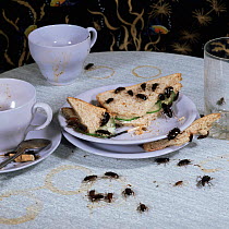 Oriental cockroach {Blatta orientalis} at night swarming over food remains