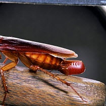 American cockroach {Periplaneta americana} female carrying egg case.