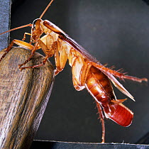 American cockroach {Periplaneta americana} female carrying egg case.