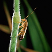 Tawny cockroach {Ectobius pallidus} female with egg sac on grass stem, Europe