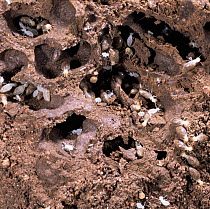Forest termites {Isoptera} mound broken open to show workers. East Africa.