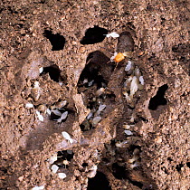 Forest termites {Isoptera} mound open showing workers, soldier and commensal beetle. E