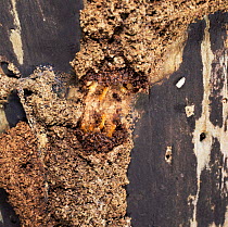 Tree termite workers repair tunnel up tree trunk. Sequence 2/3. E Africa.