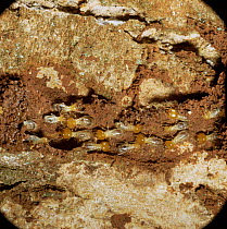 Termites {Isoptera} repairing damage to earth channel up tree trunk. Africa.