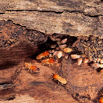 Termite {Mastotermes darwiniensis} soldiers and workers repair damaged tunnel.