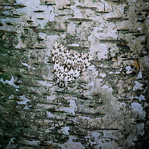 Black arches moth {Lymantria monacha} resting on birch tree trunk UK.