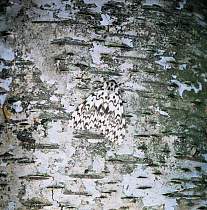 Black arches moth {Lymantria monacha} resting on birch tree trunk UK.