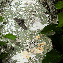 Peppered moth {Biston betularia} normal and melanic colour morphs on birch trunk, UK.