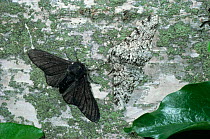 Peppered moth {Biston betularia} normal and melanic forms on birch trunk. UK.