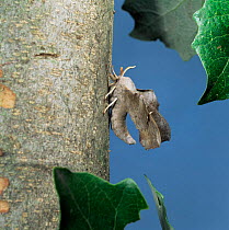 Poplar hawk moth {Laothoe populi} on white poplar tree trunk UK.