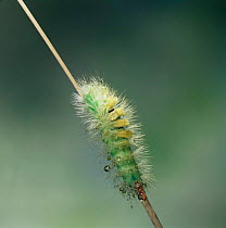 Pale tussock moth caterpillar {Dasychira pudibunda} UK.