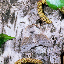 Pale tussock moth {Dasychira pudibunda} on birch tree UK.
