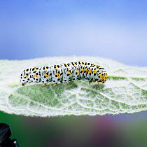 Mullein moth caterpillar {Cucillia verbasci} on leaf Europe.