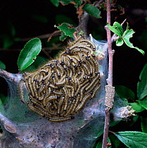 Lackey moth caterpillars {Malacosoma neustria} and hatched eggs. UK.