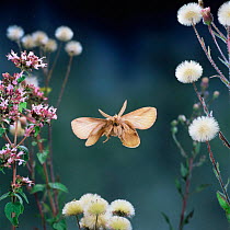 Drinker moth {Euthrix potatoria} male in flight. UK.