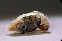 Emperor moth cocoon cut away showing pupa parasitised by dipteran flies, UK.