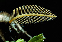 Close up of Antenna of male Emperor moth {Saturina pavonia} UK.