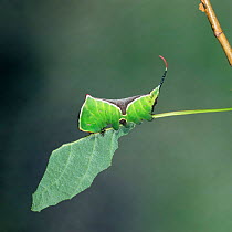 Puss moth caterpillar {Cerura vinula} showing extended whips UK.