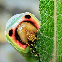 Close up of Puss moth caterpillar {Cerura vinula} feeding on Goat willow, UK.