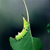 Puss moth caterpillar {Cerura vinula} feeding on poplar leaf UK.