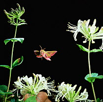 RF- Elephant hawk moth (Deilephila elpenor) flies to Honeysuckle UK. (This image may be licensed either as rights managed or royalty free.)