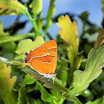 Brown hairstreak butterfly {Thecla betulae} female on oak leaves UK.