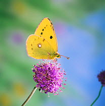 Clouded yellow butterfly {Colias croceus} female feeding on scabious UK.