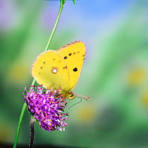 Clouded yellow butterfly {Colias croceus} female feeding on scabious UK.