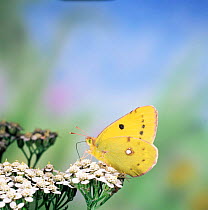 Clouded yellow butterfly {Colias croceus} female feeding on yarrow UK.