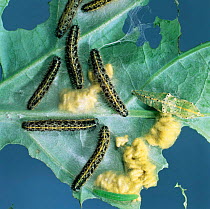 Large white / Cabbage white butterfly caterpillars parasitised by wasp {Aplanteles glomeratus} UK.