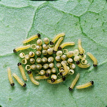 RF- Large white / Cabbage white butterfly caterpillars (Pieris brassicae) hatching UK. (This image may be licensed either as rights managed or royalty free.)