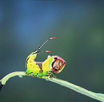 Puss moth caterpillar {Cerula vinula} showing defensive whips. UK.