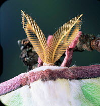 Close up of antennae of American moon moth {Actias luna}