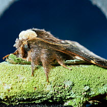 Male december moth {Poecilocampa populi} UK.