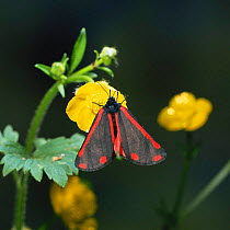 Cinnabar moth {Tyria jacobaeae} on buttercup UK.