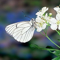 Black veined white butterfly {Aporia crataegi} on hawthorn flowers UK.