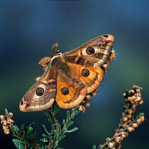 Emperor moth {Saturnia pavonia} male on heather UK.