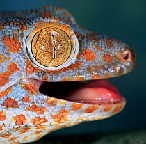 Tokay gecko {Gecko gecko} eye showing pupil closed. Captive, occurs SE Asia.