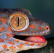 Tokay gecko {Gecko gecko} eye showing pupil partially closed. Captive occurs Asia.