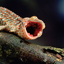 Tokay gecko {Gecko gecko} defensive display. captive, from SE Asia.